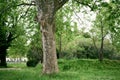 Large branchy plane tree on a green lawn in the park Royalty Free Stock Photo