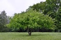 Large, branchy tree on a background of green forest Royalty Free Stock Photo