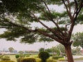 A large branchy tree in the city park of the capital of Thailand Royalty Free Stock Photo