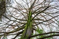 large branchy tree with moss on the trunk Royalty Free Stock Photo