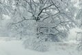 A large branchy tree in the park in winter covered Royalty Free Stock Photo