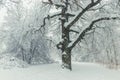 A large branchy tree in the park in winter covered Royalty Free Stock Photo