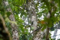 Large branchy tree in a wild forest. View of the crown from below, from the foot of the tree. Trunk, branches and foliage Royalty Free Stock Photo