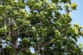 A large breadfruit tree with a view of the sky Royalty Free Stock Photo