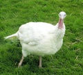 Large breasted white turkey