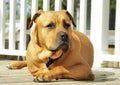 Large Breed African Borboel