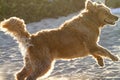 Happy dog playing in the sand, backlit fluffy canine