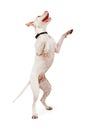 Large Breed Dog Dancing on Hind Legs Royalty Free Stock Photo