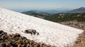 Large Breed Dog Laying Snowfield High Mountain Oregon Cascade Trail