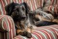 large breed dog with muddy belly on striped sofa