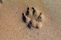 A dog paw print in the sand Royalty Free Stock Photo