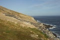 Colony of Imperial Shag of Carcass Island in the Falklands Royalty Free Stock Photo