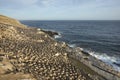 Colony of Imperial Shag of Carcass Island in the Falklands Royalty Free Stock Photo