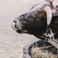 Large breeding cow with big horns licks after eating.