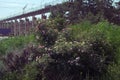 Large brier bush in the wild, against background of urban landscape