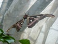 A large bright Attacus atlas butterfly sits on a fabric close-up