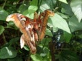 A large bright Attacus atlas butterfly sits on a flower on a green leaf in the park. Wildlife close-up