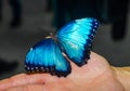 Large blue butterfly spread its wings sitting on the open palm Royalty Free Stock Photo