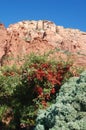 Desert plants with red berries, red sandstone mountain formations, Arizona in the U.S. Southwest