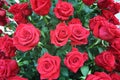 Large bright bouquet of freshly cut big red roses.