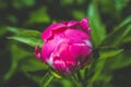 Large bright crimson peony button