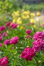 Large bright crimson peony