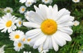 Large bright daisy or marguerite flower