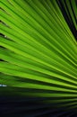 Bright Green Fan Palm Leaves glowing, back-lit from the suns rays Royalty Free Stock Photo