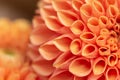 Large bright orange dahlia flower, Asteraceae family. Close-up. Blurred. Detail of a dahlia flower in macro photography Royalty Free Stock Photo