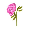 Large bright pink peony. Vector illustration on a white background.