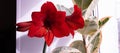 Large bright red amaryllis flowers on the window. Royalty Free Stock Photo