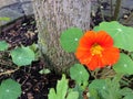 A large bright red nasturtium flower grows under a tree. Green leaves surround her Royalty Free Stock Photo