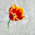 Large bright tulip on background of asphalt Royalty Free Stock Photo