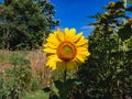 Large bright yellow sunflower Latin Helianthus. Royalty Free Stock Photo