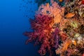 Large brightly colored soft coral growing on the reef Royalty Free Stock Photo