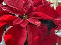 Large and brilliant red poinsettia flower close-up