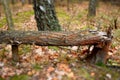 A large broken birch tree lies in the autumn forest