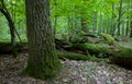 Large broken branch lying behind of old oak