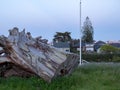 Broken down tree stump at dusk Royalty Free Stock Photo