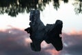 Large broken piece of driftwood floating on a lake Royalty Free Stock Photo