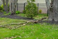 A large broken tree branch laying on the grass near a house.