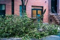 Large broken tree branch laying on the ground in West Village, NYC after a storm Royalty Free Stock Photo