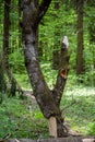 A large broken tree branch