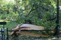 A large broken tree in the park after the hurricane.