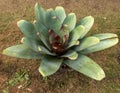 Large bromeliad from an angle