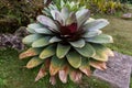 Large bromeliad from the side top