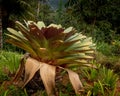 Large bromeliad from the side