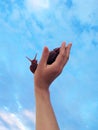 Large Achatina snail looking at the camera in human hand against a blue cloudy sky. Abstract background funny symbol of peace