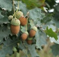 Large brown acorns Royalty Free Stock Photo