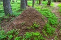 A large brown ant hill in a pine forest Royalty Free Stock Photo